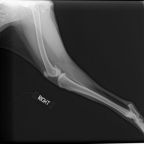 Center Veterinary Hospital High Point, NC 27260 > Services > Digital