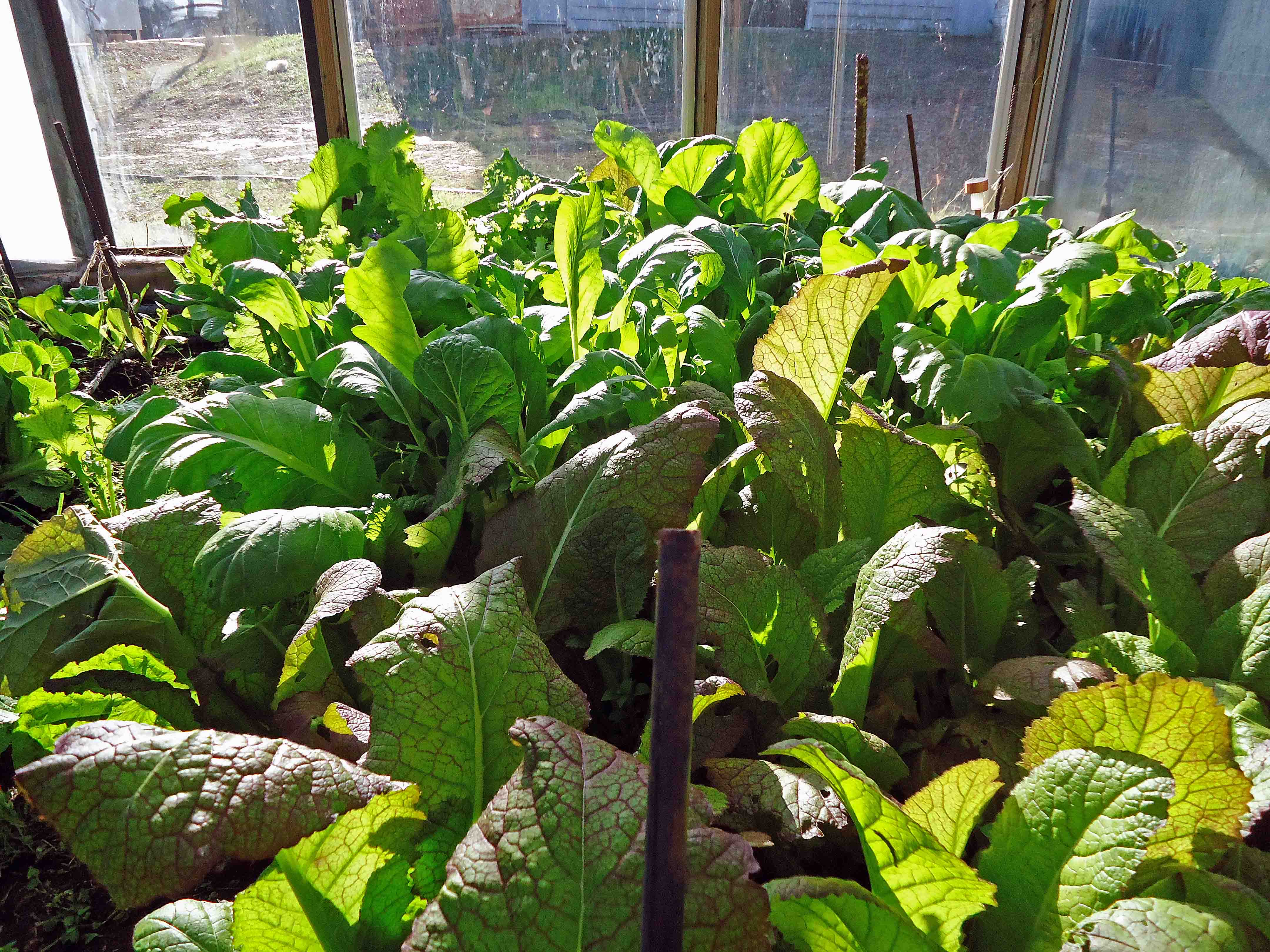 Greenhouse and Veggies in Winter Centex Cooks
