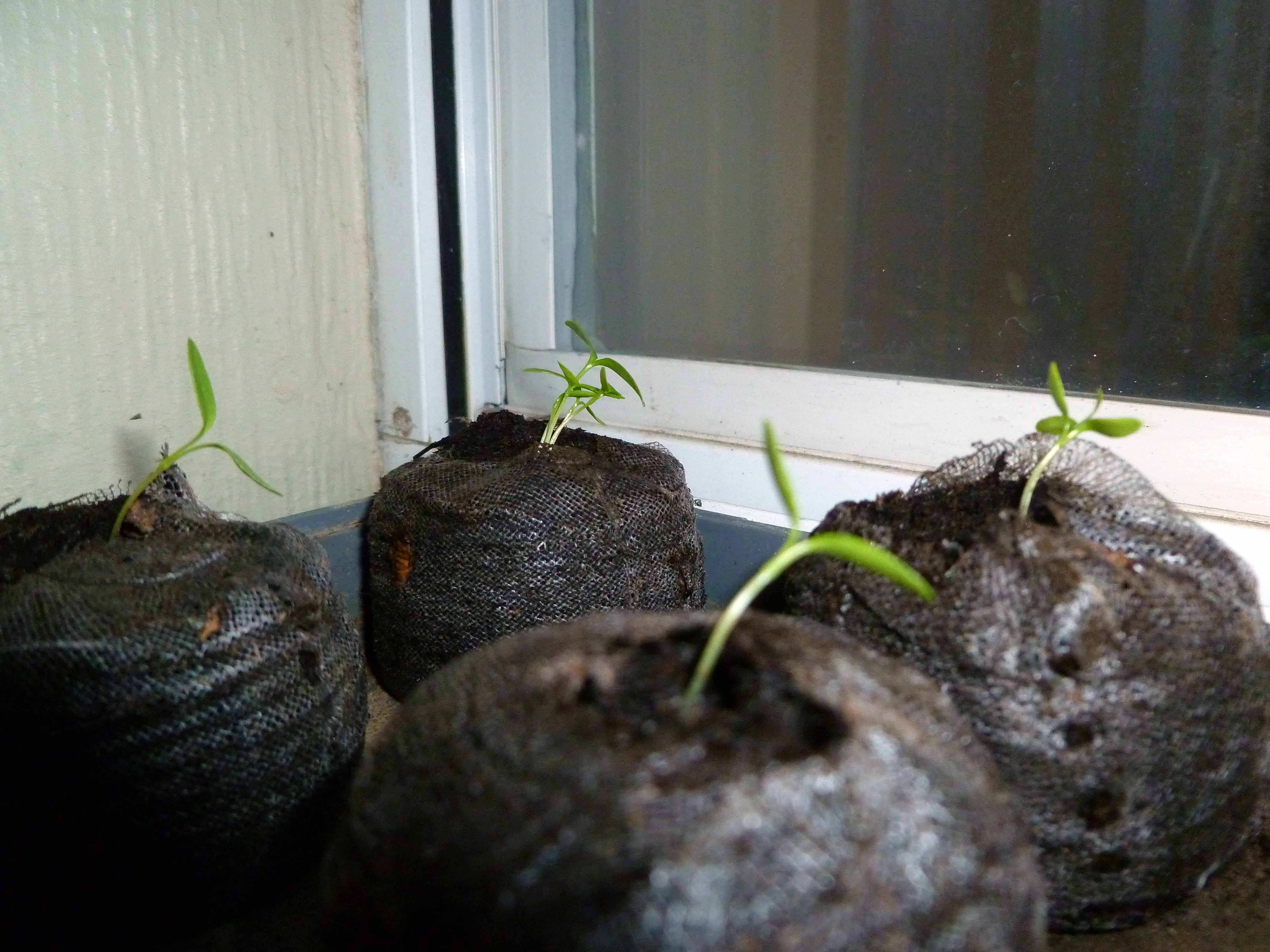 Plant Starters Centex Cooks