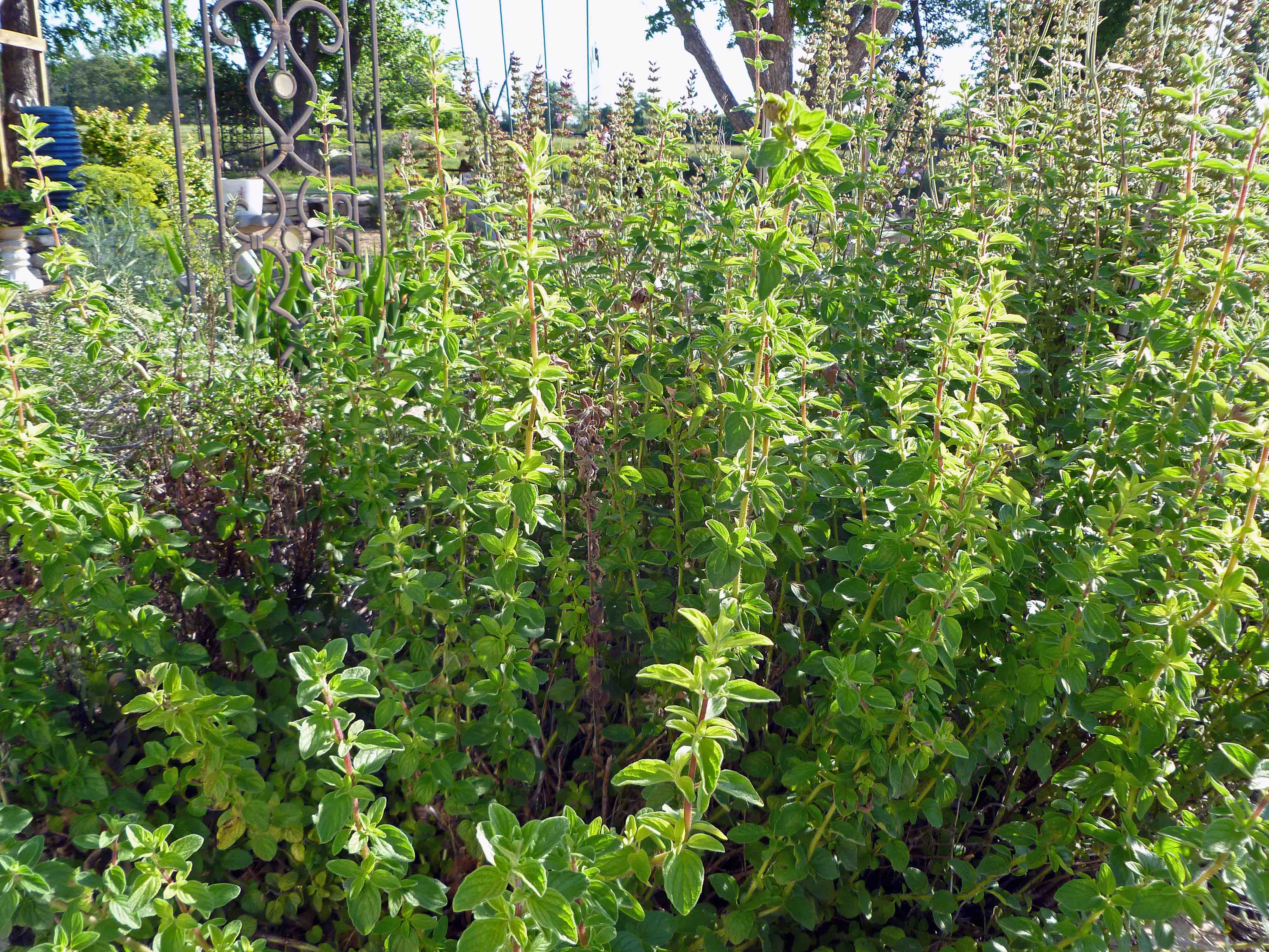 Herbs and Spice and Everything Nice Centex Cooks