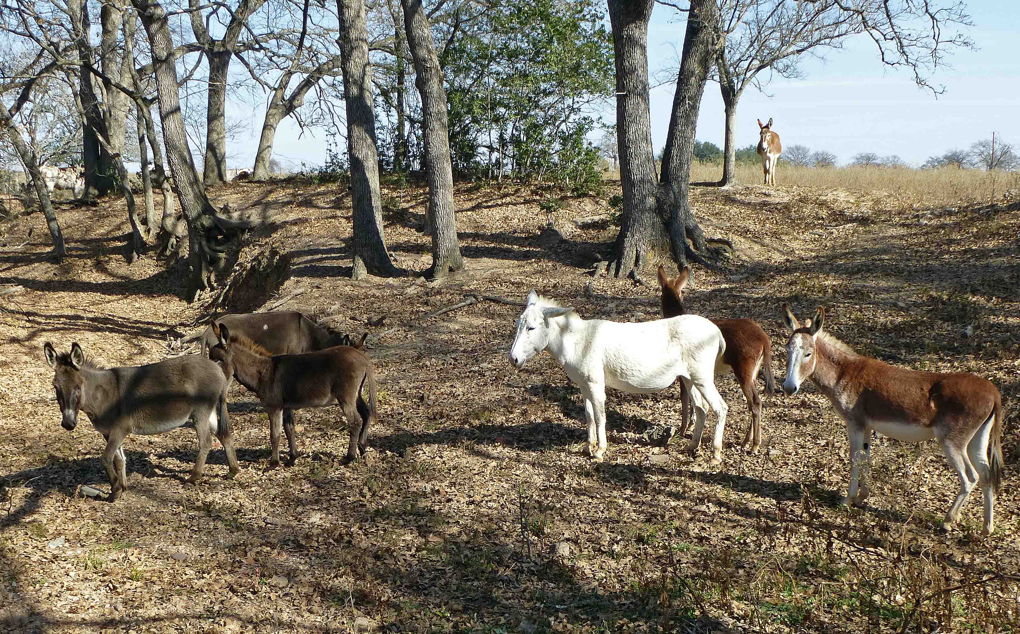 Epps Farm Donkeys Centex Cooks
