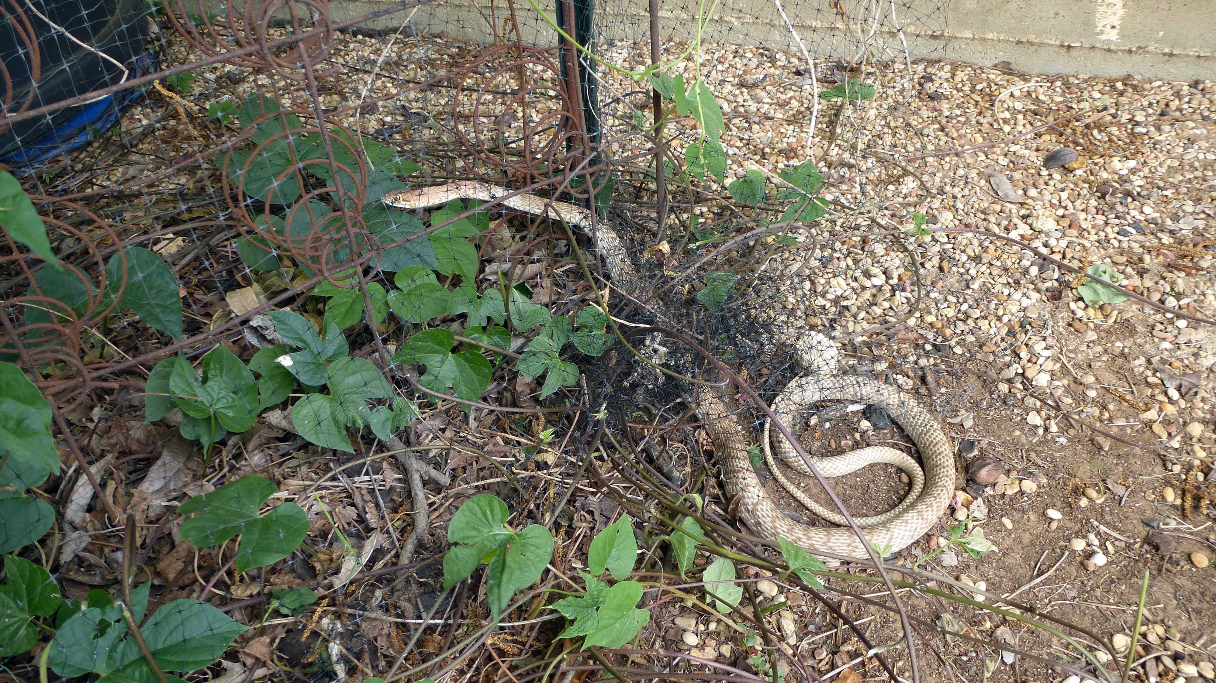 Snake Control Centex Cooks