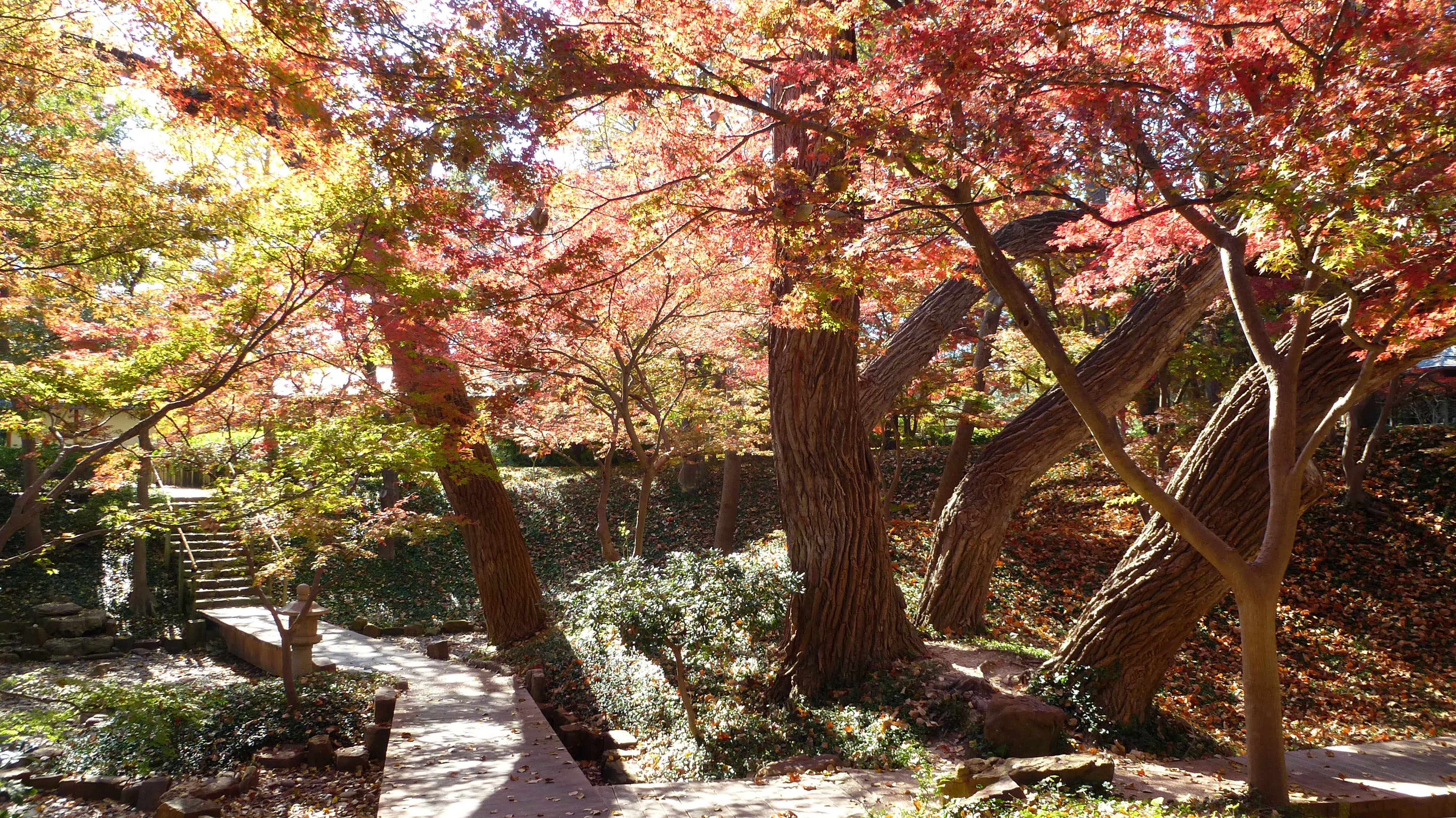 Ft Worth Japanese Gardens Centex Cooks