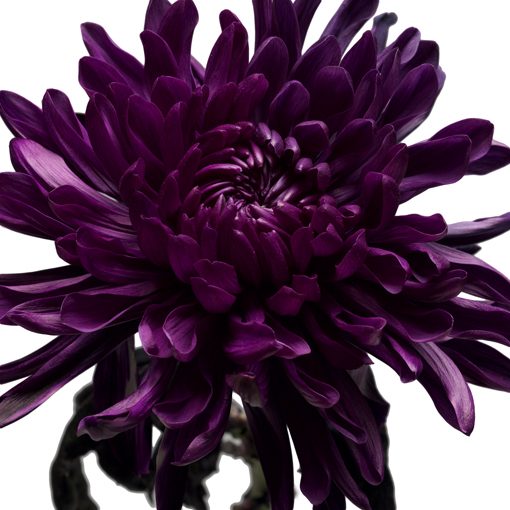Black flower dye Centimo