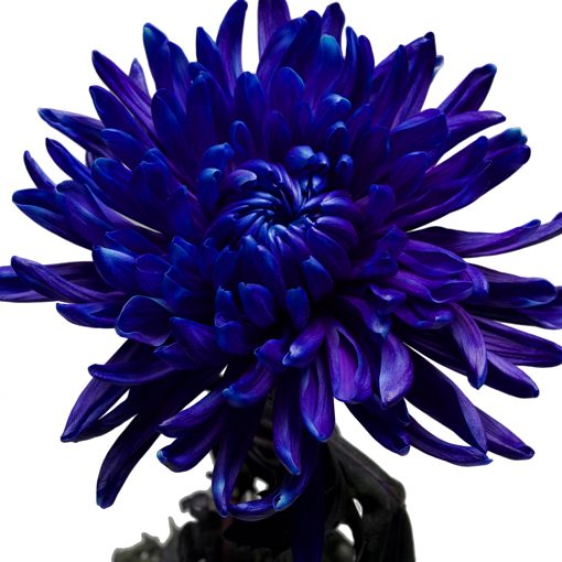 Dark blue flower dye 8312 Centimo