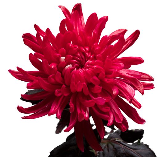 Dark red flower dye 8307 Centimo