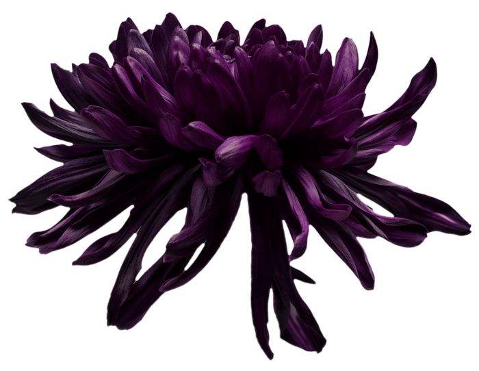 Black flower dye Centimo