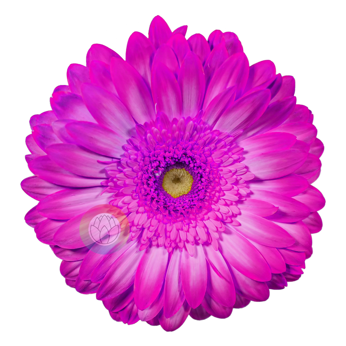 Purper flower dye Centimo