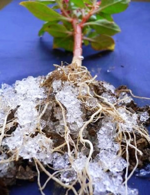 Water crystals Centimo added value for flowers and plants