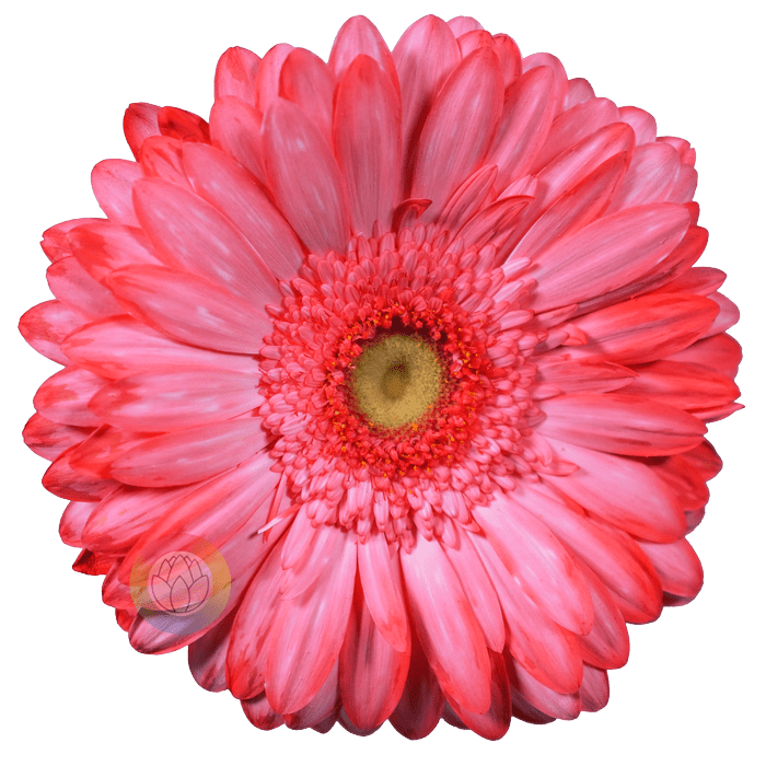 Pink flower dye Centimo