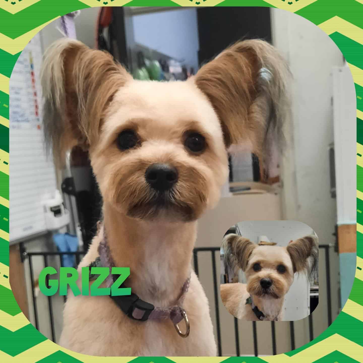 Gallery Central Bark Pet Styling