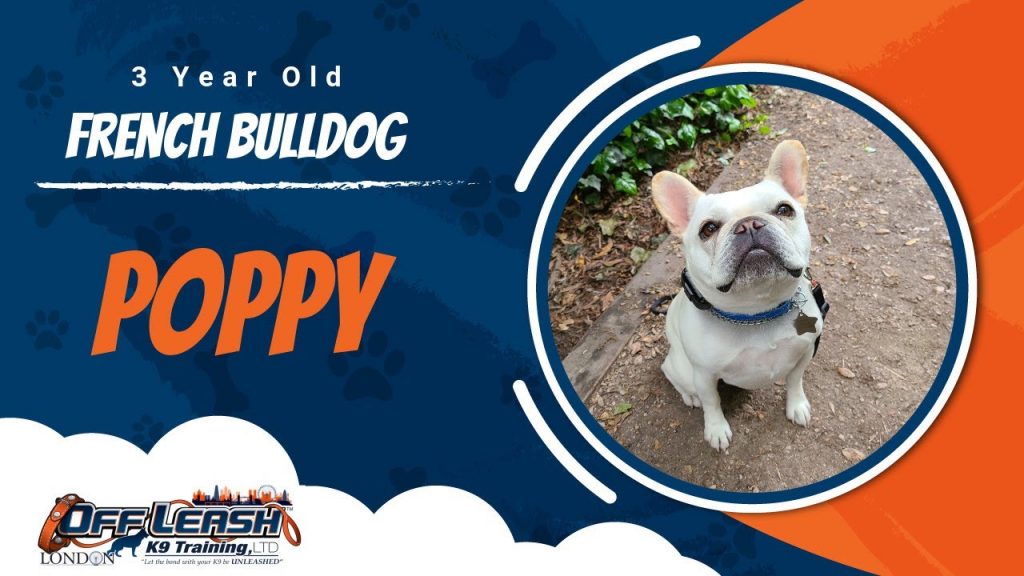 Central Coast Dog Obedience And Behaviour Off Leash K9 Training