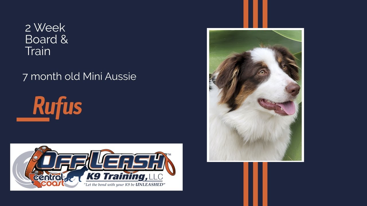 Central Coast Dog Obedience And Behaviour Off Leash K9 Training