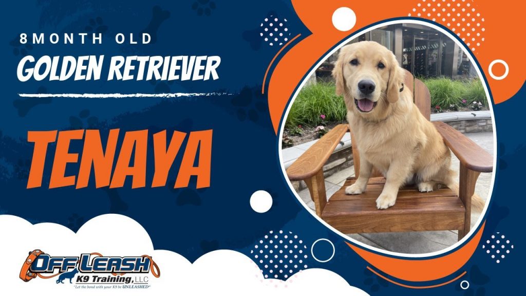 Central Coast Dog Obedience And Behaviour Off Leash K9 Training