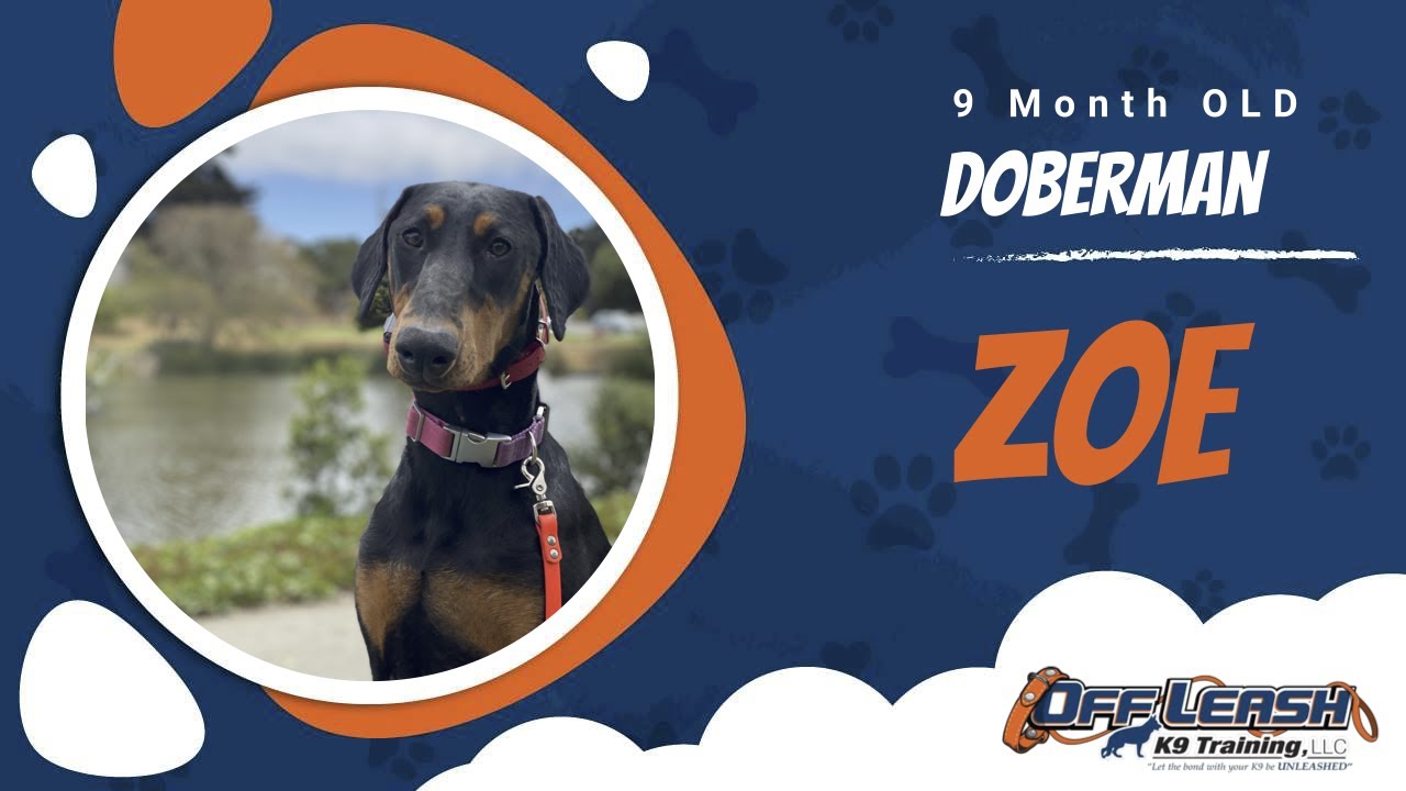 Central Coast Dog Obedience And Behaviour Off Leash K9 Training