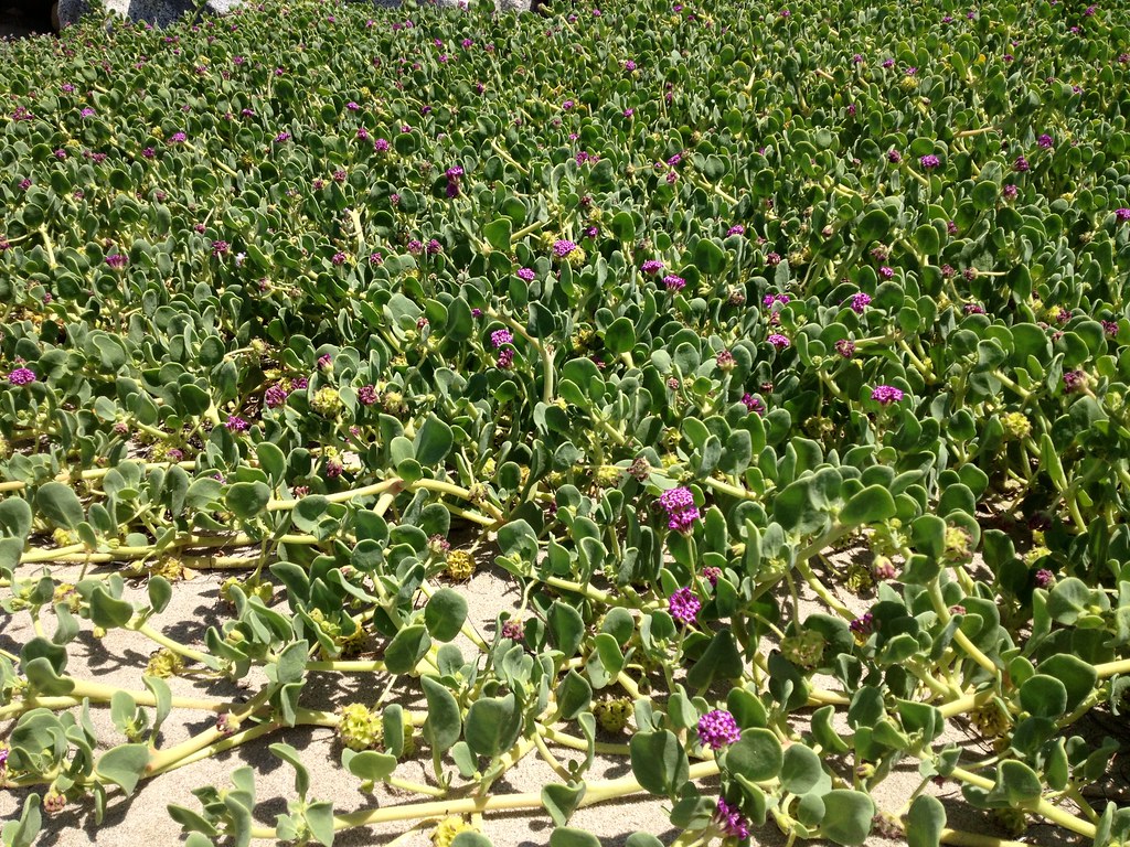 Dune Plant Adaptations Central Coast State Parks Association CCSPA