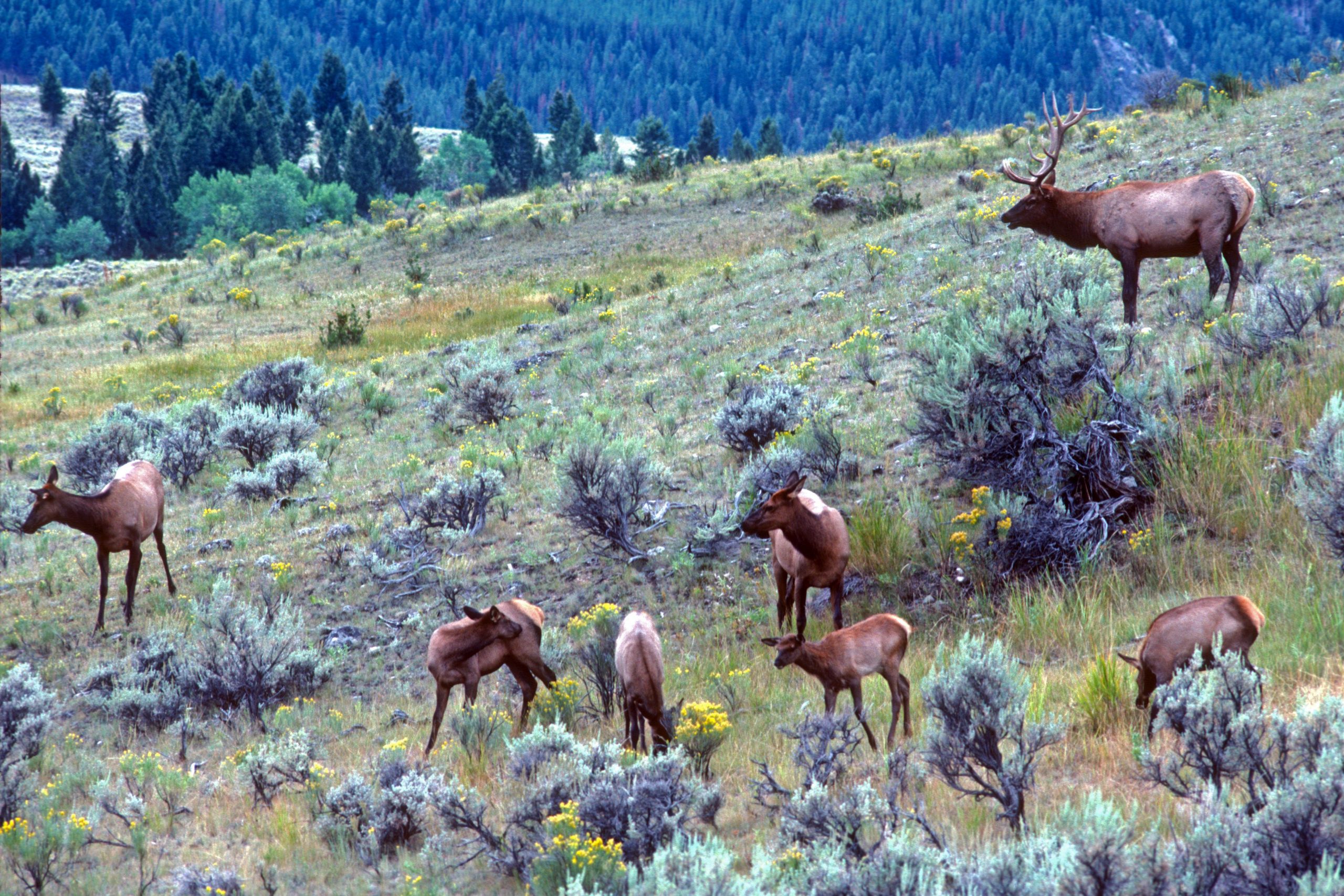 Aerial Surveying Central Copters Bozeman, Montana