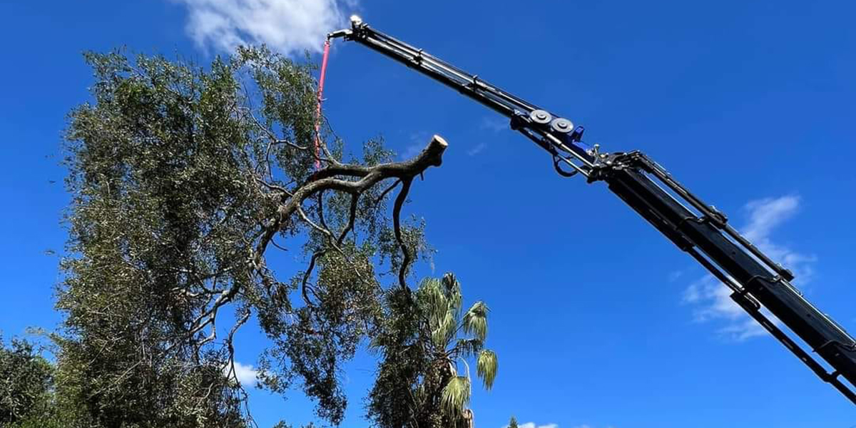 Is a Tree Cutting Permit Mandatory In Plant City, FL?