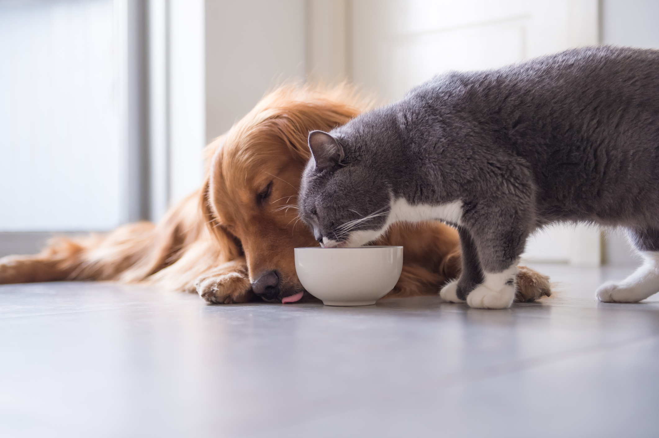 Pets Mean Premiums animals are good news, insists industry group