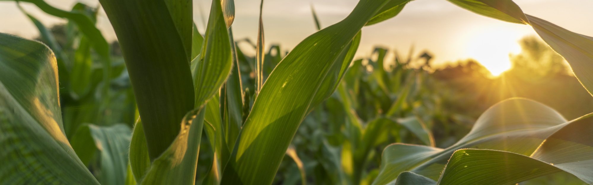 Steve Ferguson Central Iowa Ag Summit