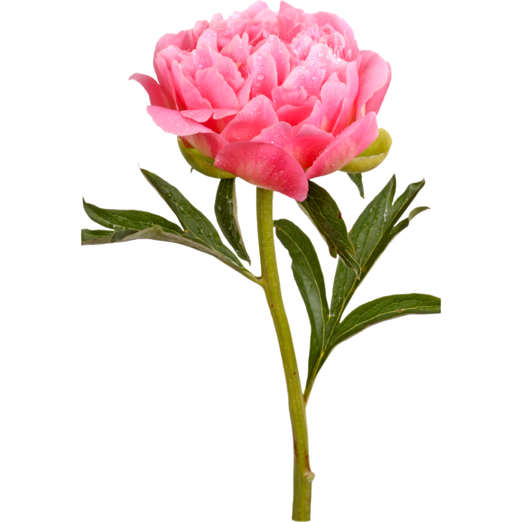 Flower of the Month Archives Central Florist