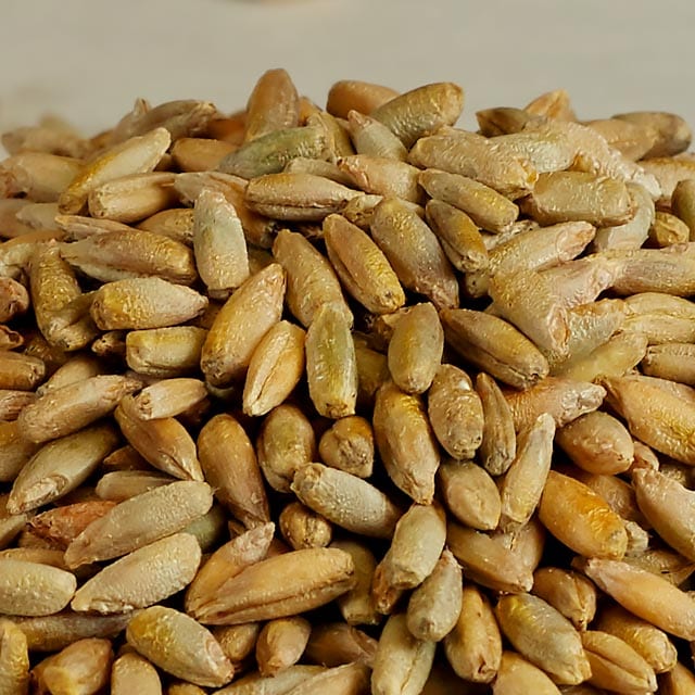 Organic Whole Rye Berries // Central Milling // Organic Whole Berries