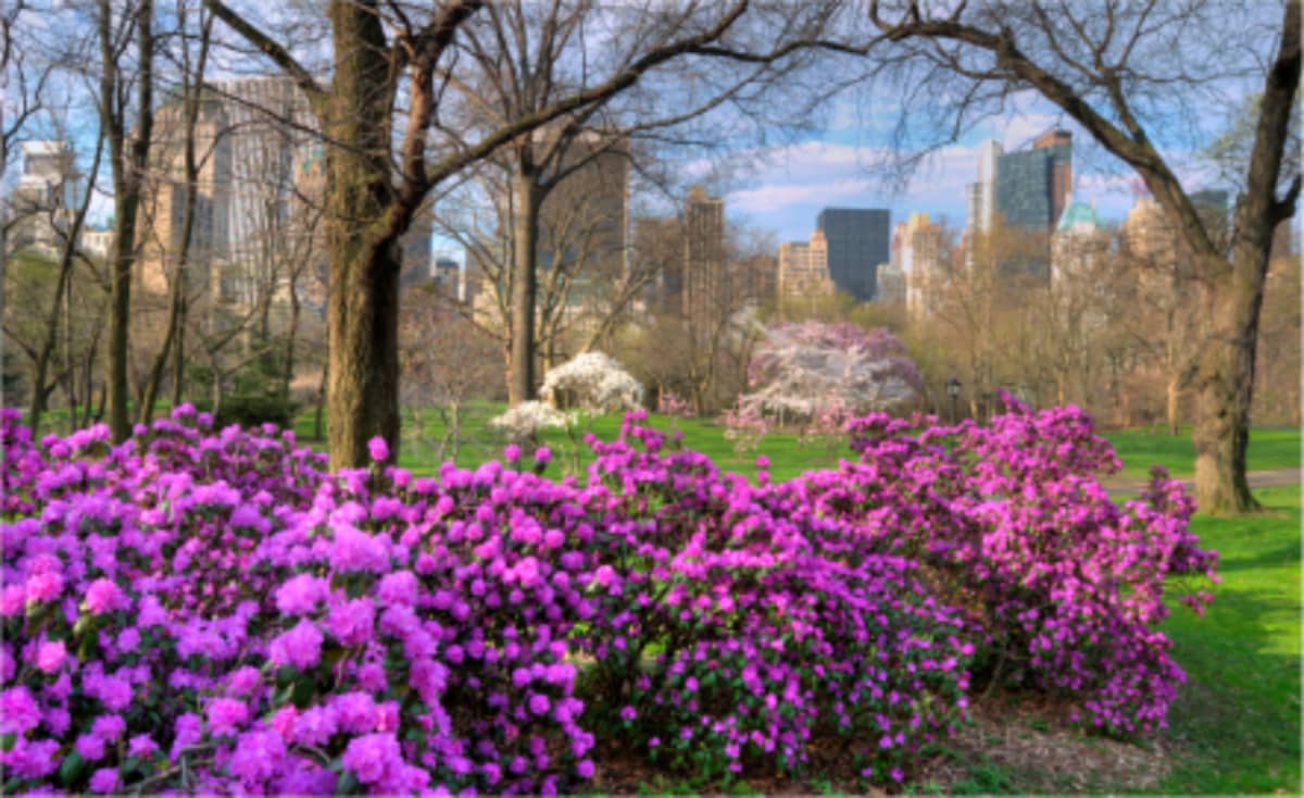 Top Ten Flower Spots in Central Park Central Park