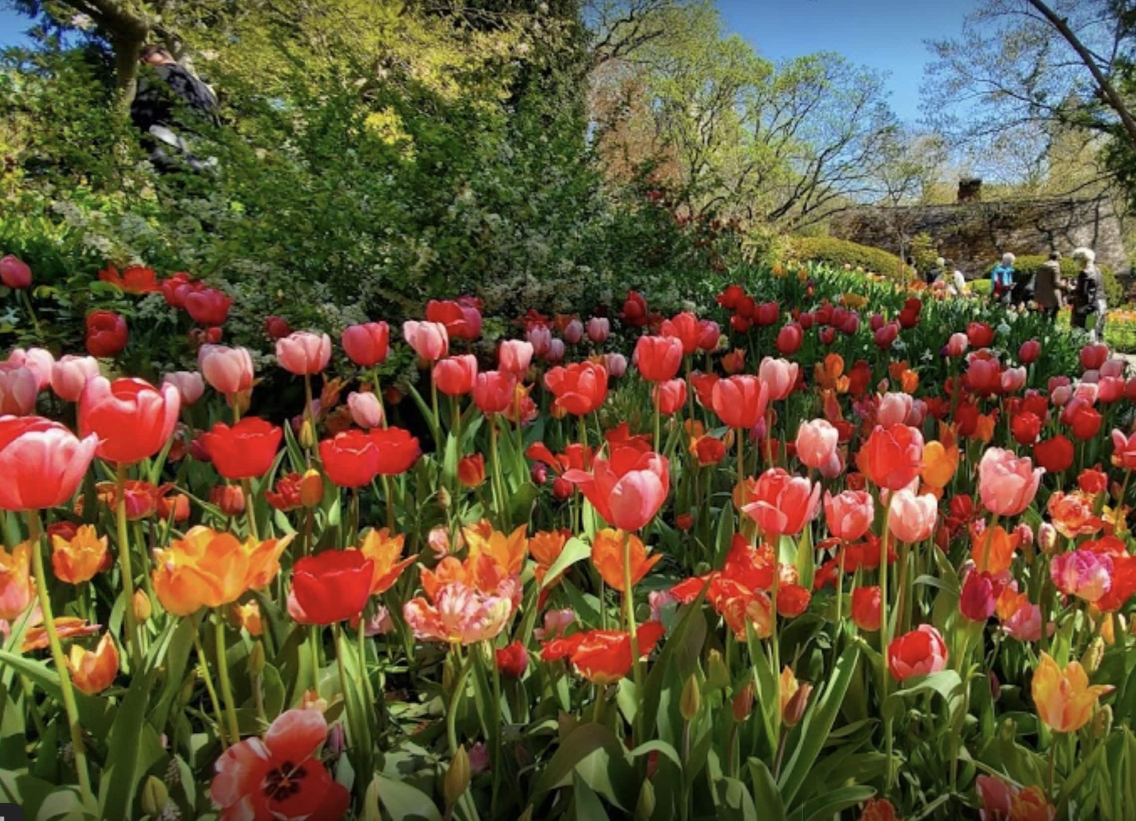 Top Ten Flower Spots in Central Park Central Park