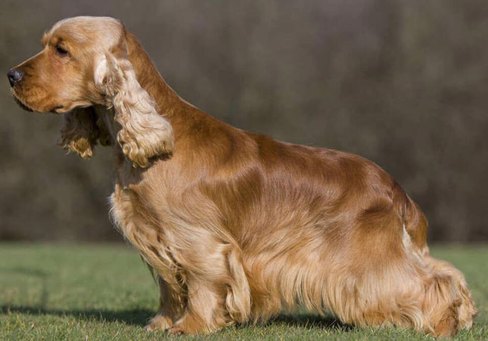 Cocker Spaniel Breed Information Puppies For Sale Online
