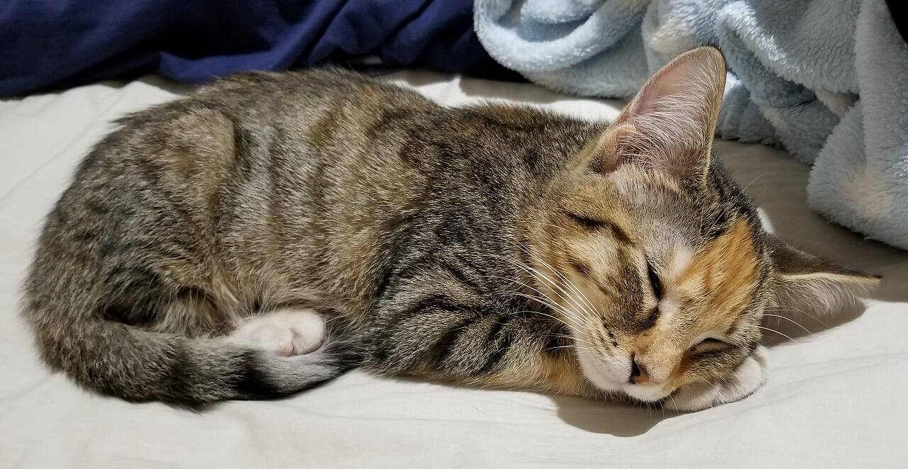 Tarneit Central Vet Central Veterinary Clinic & Hospital