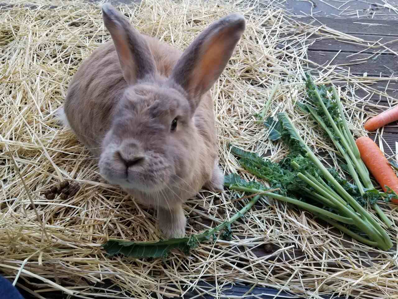 Tarneit Central Vet Central Veterinary Clinic & Hospital