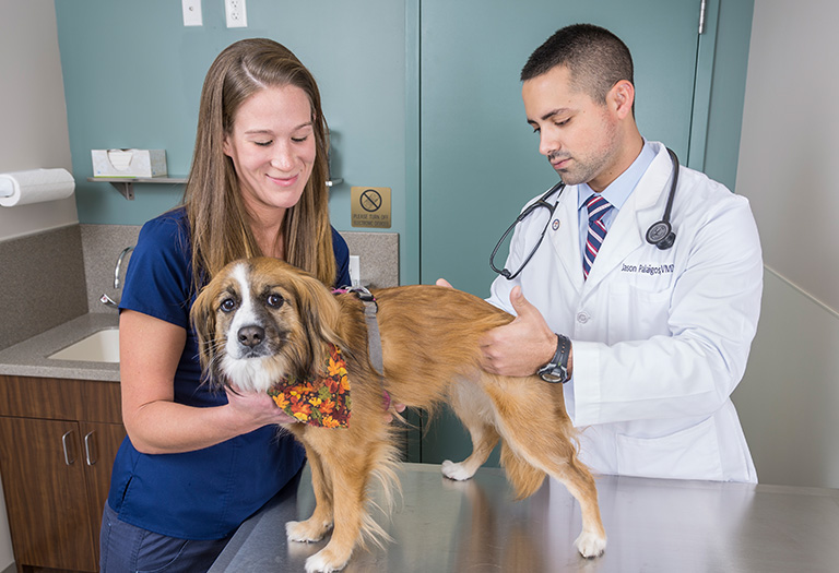 Hospital Tour Central Veterinary Center
