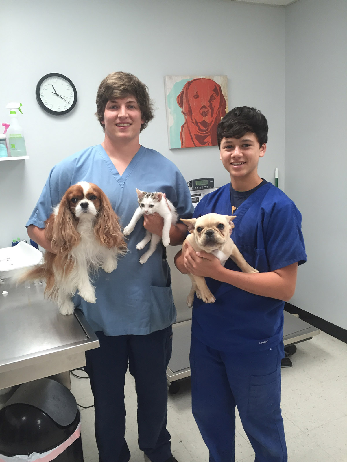 Summerville SC Veterinarian Central Avenue Veterinary Hospital