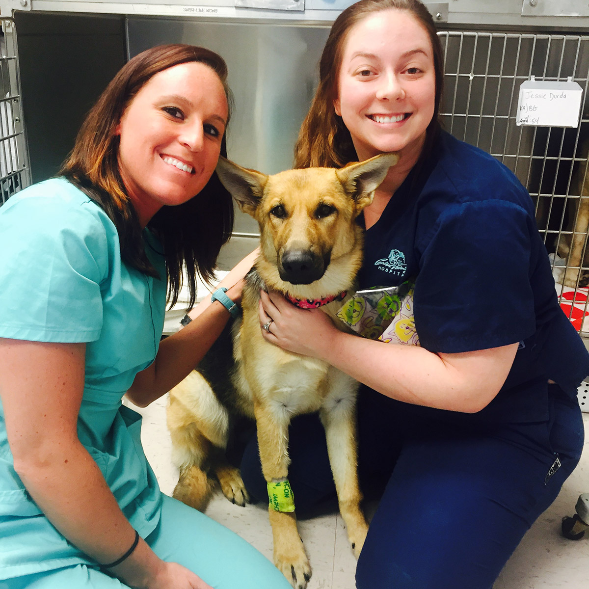 Summerville SC Veterinarian Central Avenue Veterinary Hospital