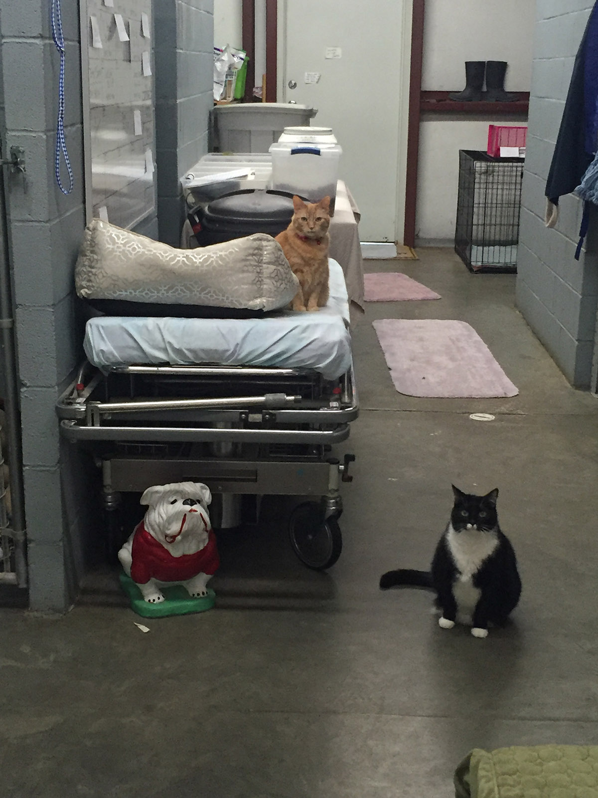 Summerville SC Veterinarian Central Avenue Veterinary Hospital