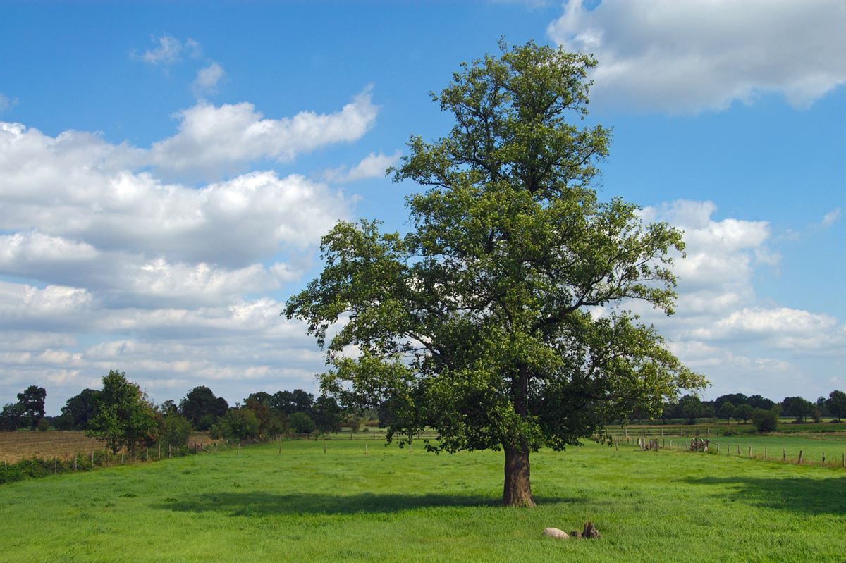 Ulmus Accolade Centre de Jardin Barbe