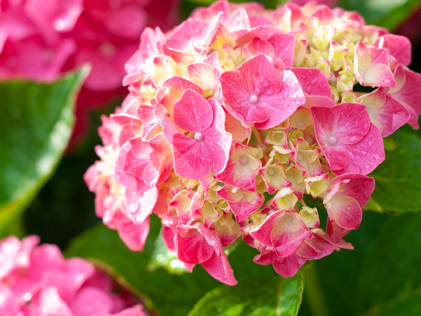 EndofLife Care Centrica Care Navigators