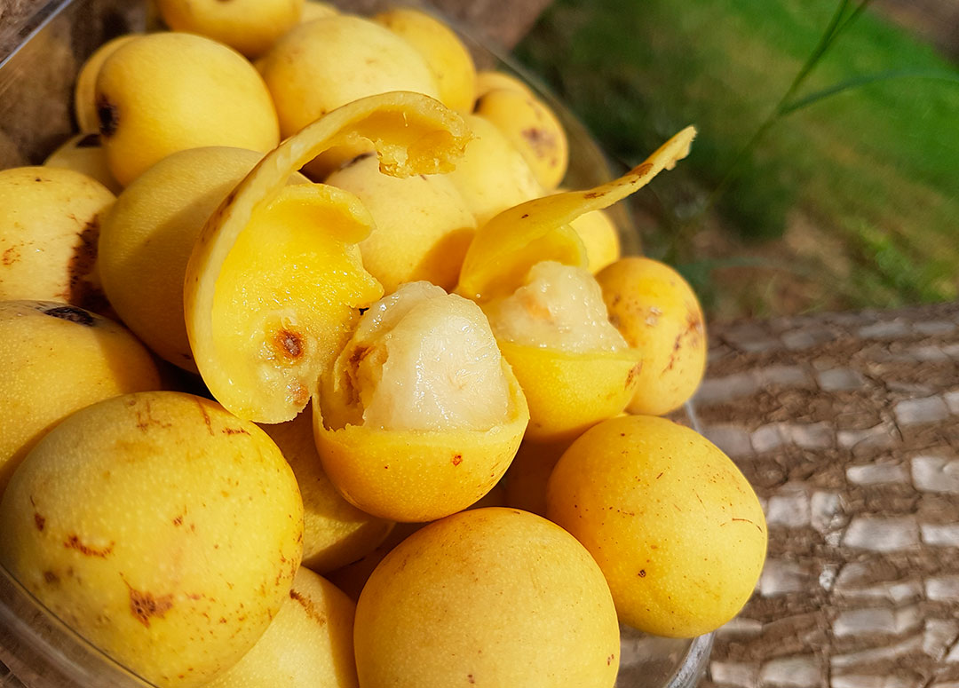 Mágico aceite de Marula y su uso en cosmética Centro de Peluquería y Estética Hnos. Larrinaga