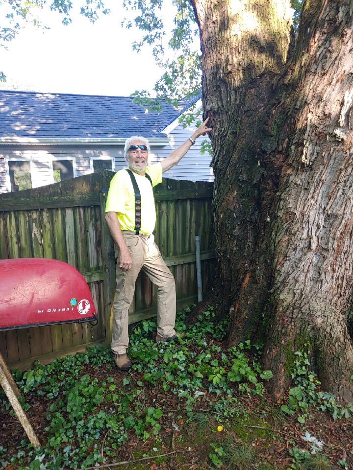Tree Inspection Centurion Tree Experts Glen Arm, MD