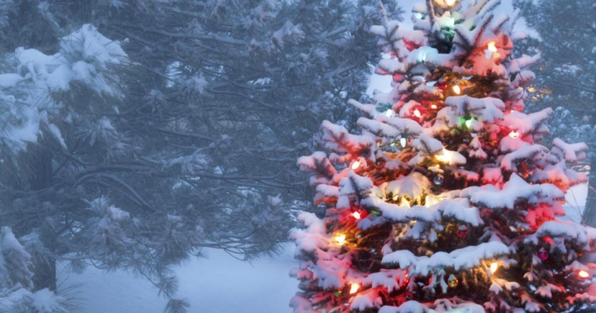 Real vs. Fake—Which Christmas tree is better for the environment? CEO
