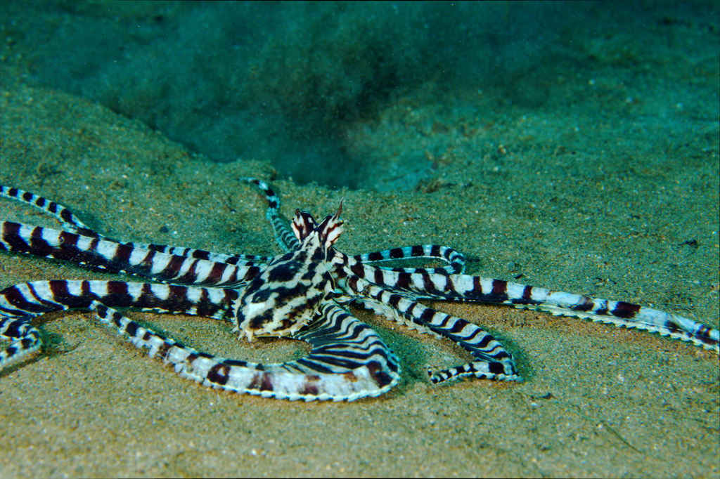The Mimic Octopus Cephalopuzzles