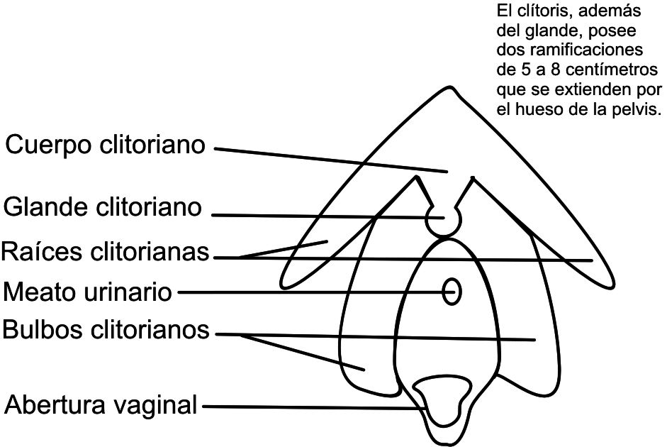 201405Clítoris2 CEPTECO Centro Psicológico de Terapia de Conducta