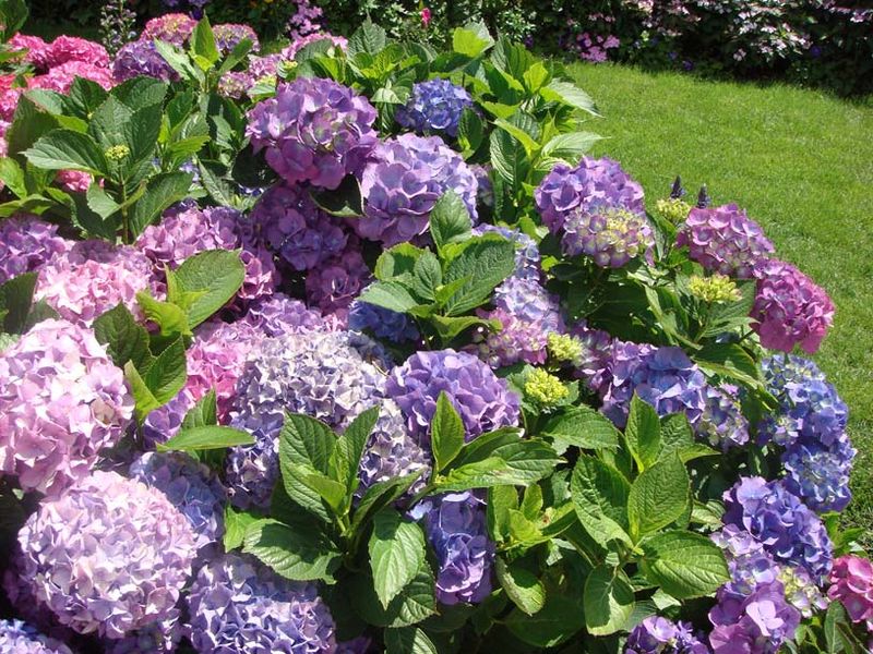 How to Grow Hydrangeas in New Jersey Quick and Easy Guide Cerbo's