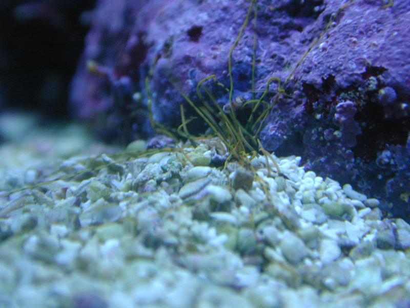 Pic of Spaghetti worms The Reef Tank
