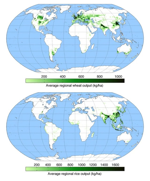Wheat vs Rice Map Where Is Each Grown In The World