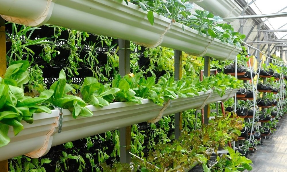 How Vertical Farming Uses Conveyors New