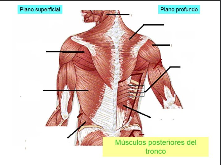 Juegos de Ciencias Juego de Músculos posteriores del tronco Cerebriti
