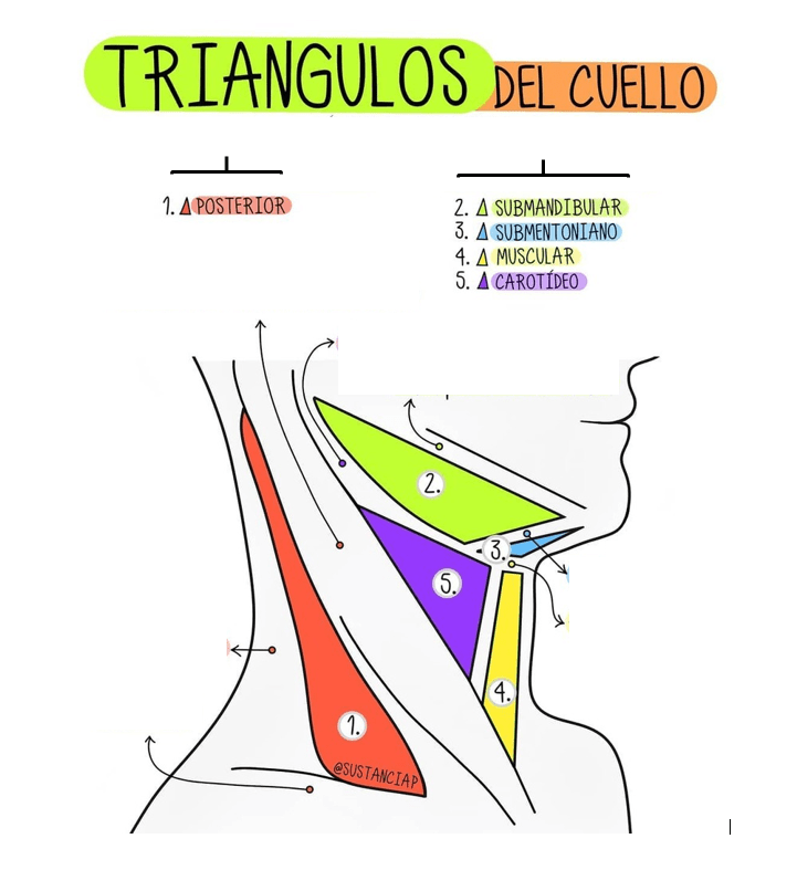 Juegos de Ciencias Juego de Triángulos del cuello Cerebriti