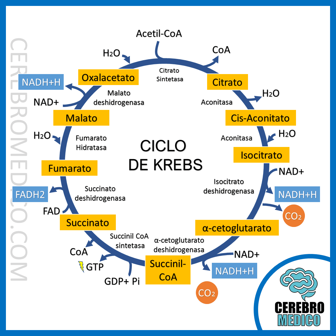 Ciclo de Krebs Explicacion paso a paso Resumen Bioquimica