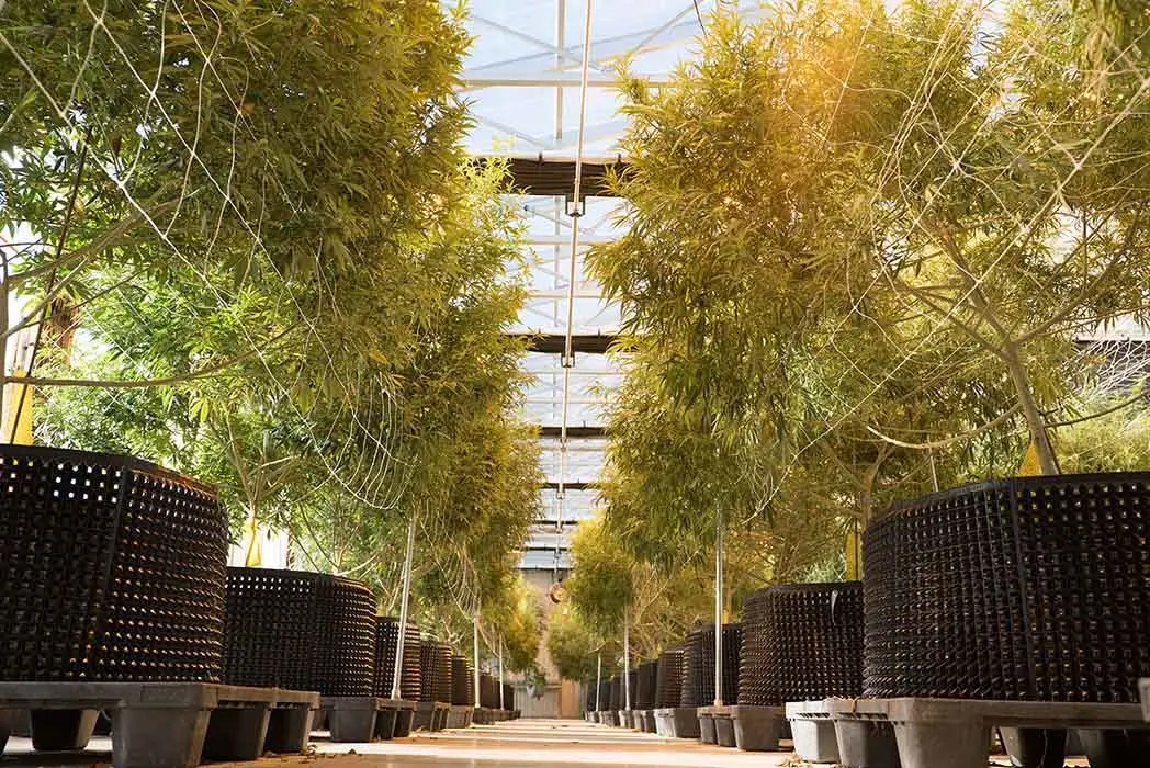 Growing Hemp in a Greenhouse Ceres Cannabis